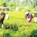 As FG Begins 2nd Phase Of Dry-season Farming
