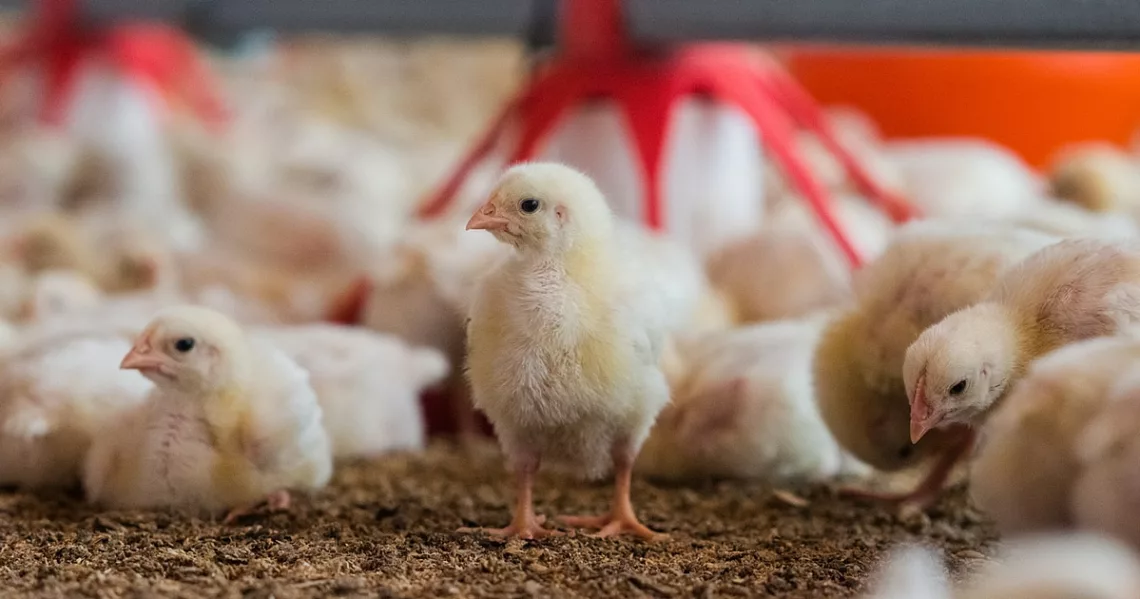 Chicken Shortage Looms As Hike In Poultry Feed Price Pushes Farmers To Brink