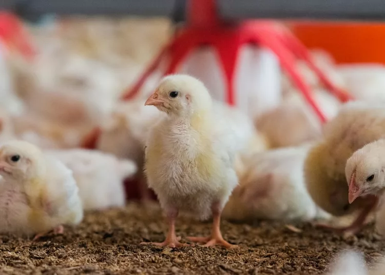 Chicken Shortage Looms As Hike In Poultry Feed Price Pushes Farmers To Brink