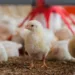 Chicken Shortage Looms As Hike In Poultry Feed Price Pushes Farmers To Brink