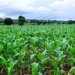 Navigating The Consequences: Nigeria’s Overreliance On Mono-Export