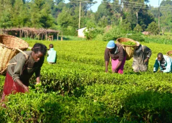 Foreign Investment In Nigerian Agriculture Dips To 0.50% In 2023