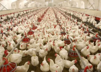 Poultry Farmers Report N3trn Loss Amid Economic Challenges In 2023