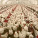 Poultry Farmers Report N3trn Loss Amid Economic Challenges In 2023