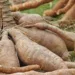 Harnessing Economic Potential Of Nigeria’s Cassava Value Chain