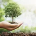Sahara Group Plants 2,000 Trees Per Annum To Curb Climate Change