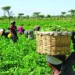 Northern Nigerian Farmers Pay Bandits Up To N100,000 For Rights