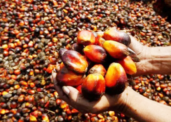 The Imperative For Nigeria To Become Self-sufficient In Palm Oil Production
