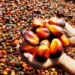 The Imperative For Nigeria To Become Self-sufficient In Palm Oil Production