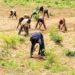 Early Rains: Experts Caution Farmers Against Hasty Planting