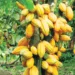 Cocoa-trees