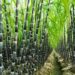 Boosting Sugarcane Sector For Export Opportunities