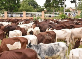 How Jega-led Livestock Reforms Will Unlock  Economic Potentials