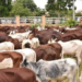 How Jega-led Livestock Reforms Will Unlock  Economic Potentials