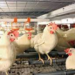 How Operational Cost Is Driving Collapse Of Nigeria’s Poultry Industry