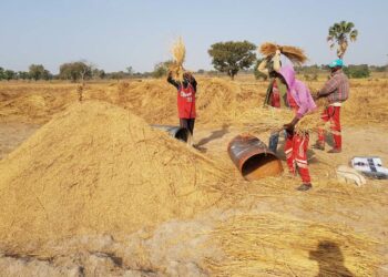 Rice Prices Skyrocket As Local Production Declines