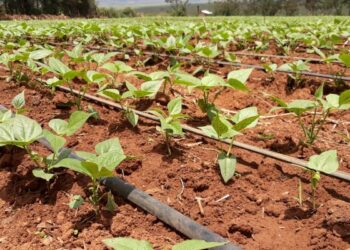 Unlocking Economic Potential In Horticultural Sector