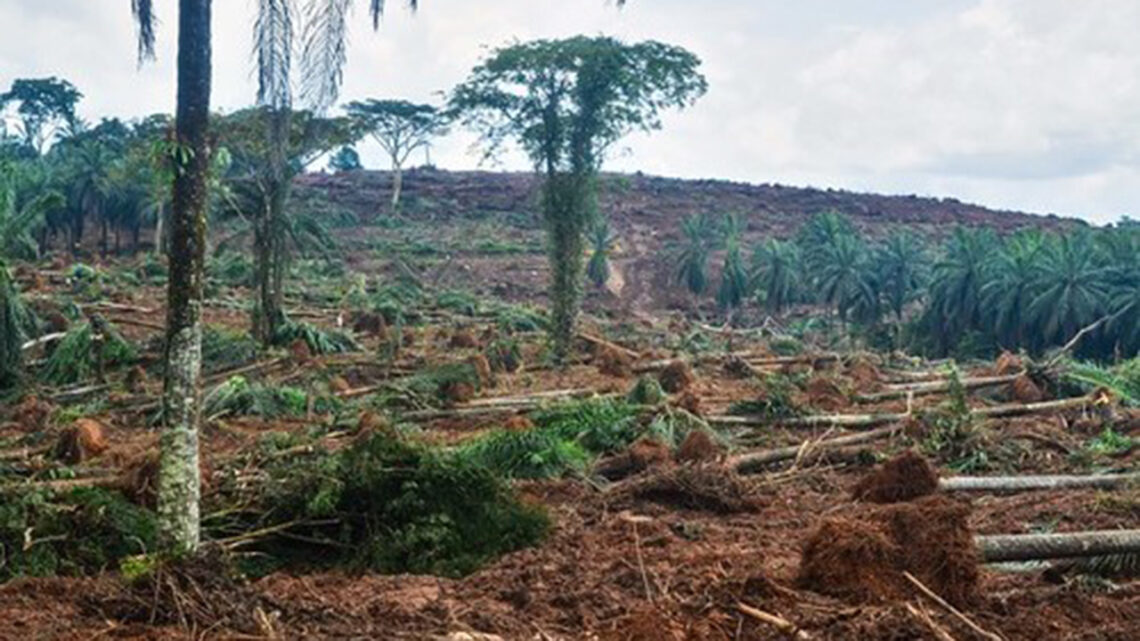 Deforestation