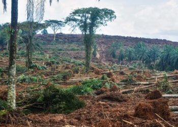 Addressing Deforestation To Preserve Nigeria’s Soil Fertility