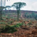 Addressing Deforestation To Preserve Nigeria’s Soil Fertility