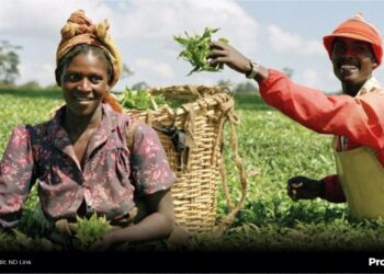 How Deplorable Rural Roads Hamper Agricultural Marketing