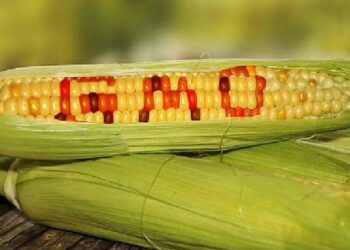 As Experts Call For Ban Of GM Foods