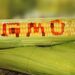 As Experts Call For Ban Of GM Foods