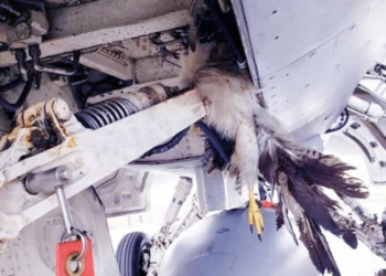 Mitigating Bird Strike: Strategy For Nigeria’s Airport Wildlife Management