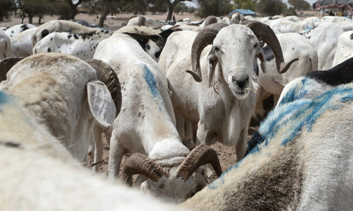 Livestock,Technology