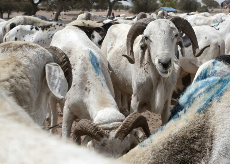 Livestock,Technology