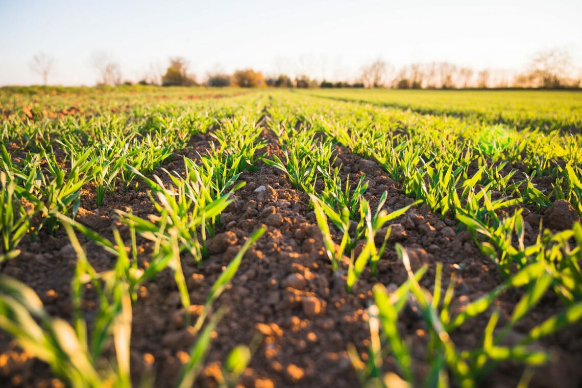 Farming