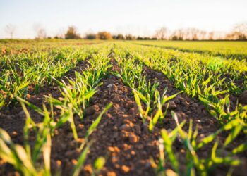 How New Farming Trends Are Defining Agriculture In 2025