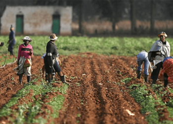 Planting Season: Insecurity, Delayed Inputs Support, Others Top Farmers’ Challenges