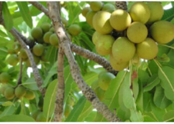 Unlocking The Economic Potential of Nigeria’s Shea Industry