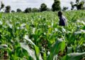 Government Urged To Prioritise Agriculture Investment