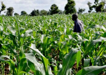 Government Urged To Prioritise Agriculture Investment