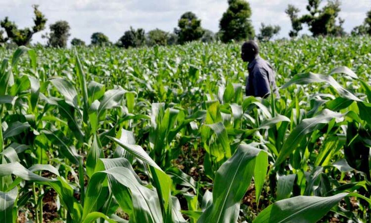 Government Urged To Prioritise Agriculture Investment