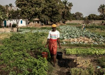 Call To Action For Nigeria’s Rural Transformation
