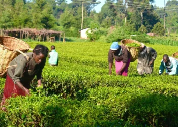 Food Security: Nigeria, IFAD Begin Value Chain Dev’t Programme