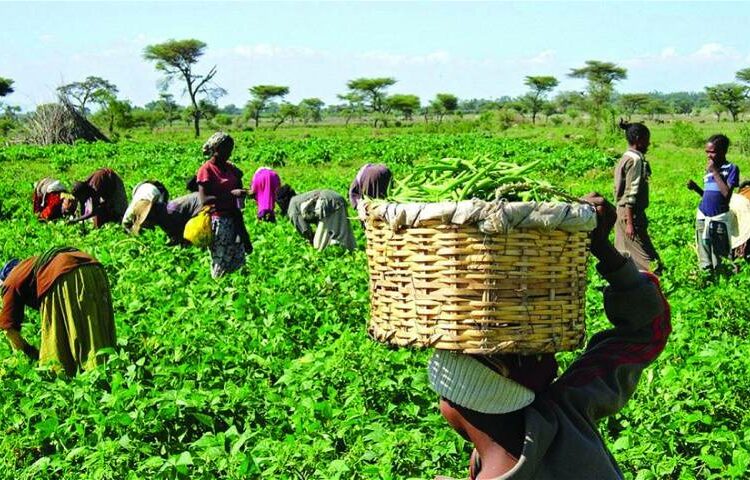 Nigeria’s Renewed Push For Agri-Food Systems Investment
