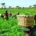 Nigeria’s Renewed Push For Agri-Food Systems Investment