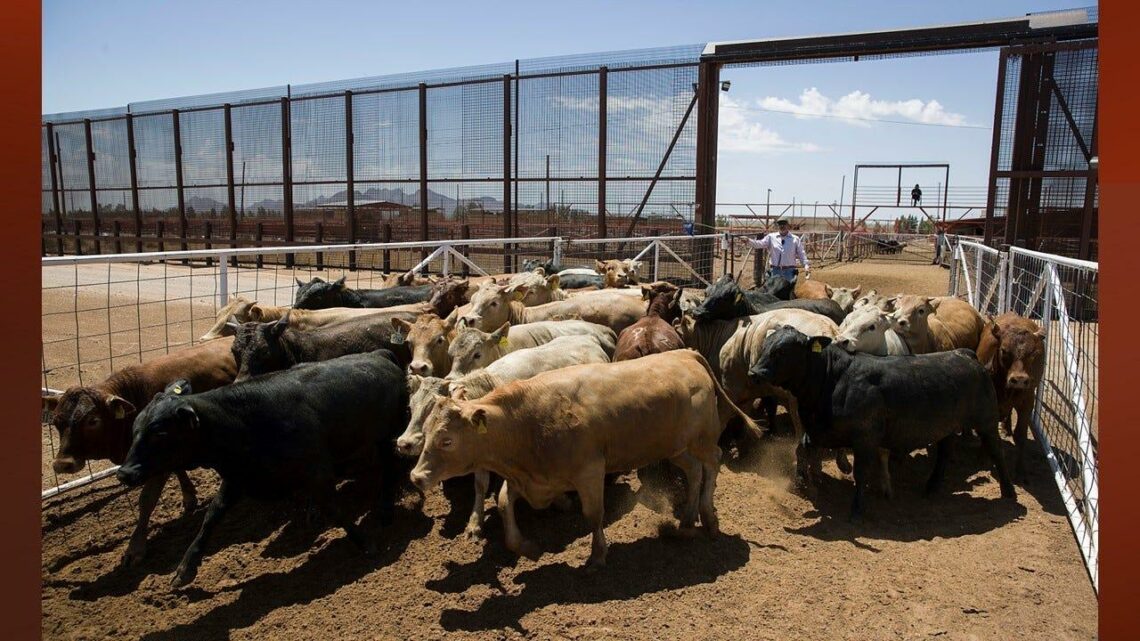 ACF,Partners Allocate €10m For Cross-border Livestock Development