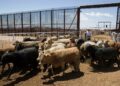 ACF, Partners Allocate €10m For Cross-border Livestock Development