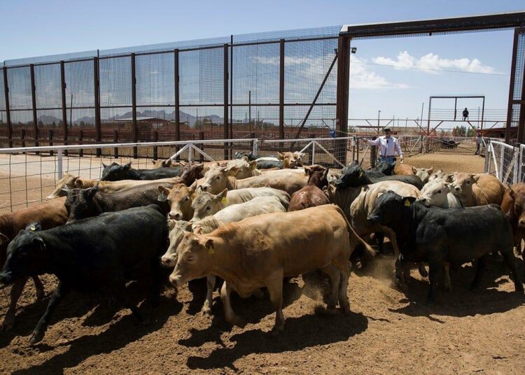 ACF,Partners Allocate €10m For Cross-border Livestock Development