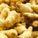 Mercy Corps Empowers 9,383 Ginger Farmers In Kaduna