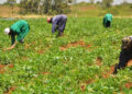 How Taraba Farmers Will Benefit From N500bn ‘Produce For Lagos’ Deal