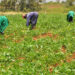 How Taraba Farmers Will Benefit From N500bn ‘Produce For Lagos’ Deal