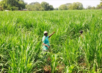 Pasture Planting Pushes Path to Peace, Prosperity