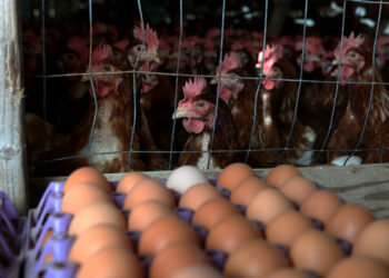 Why Rising Cost Of Eggs, Chicken , Causes, Solutions