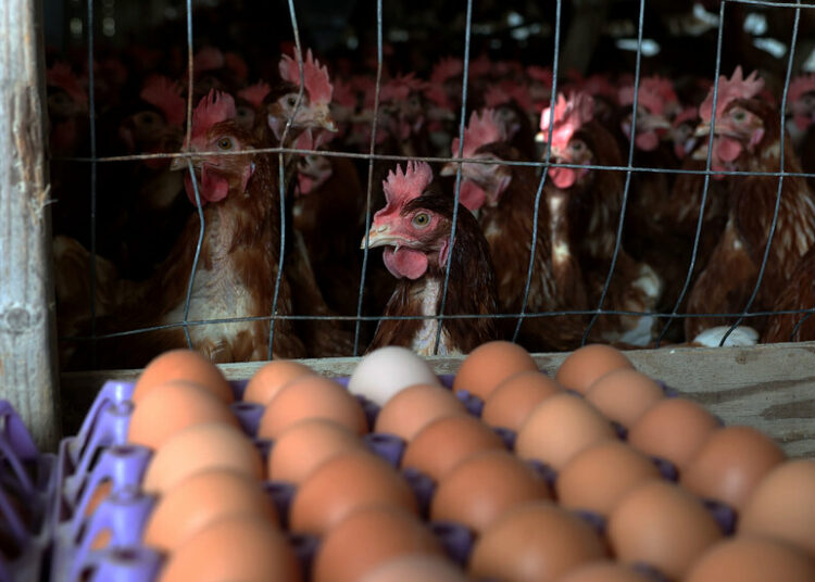 Why Rising Cost Of Eggs,Chicken,Causes,Solutions